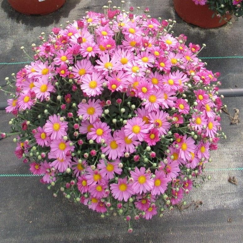 2 Gallon Coral Salmon Pink