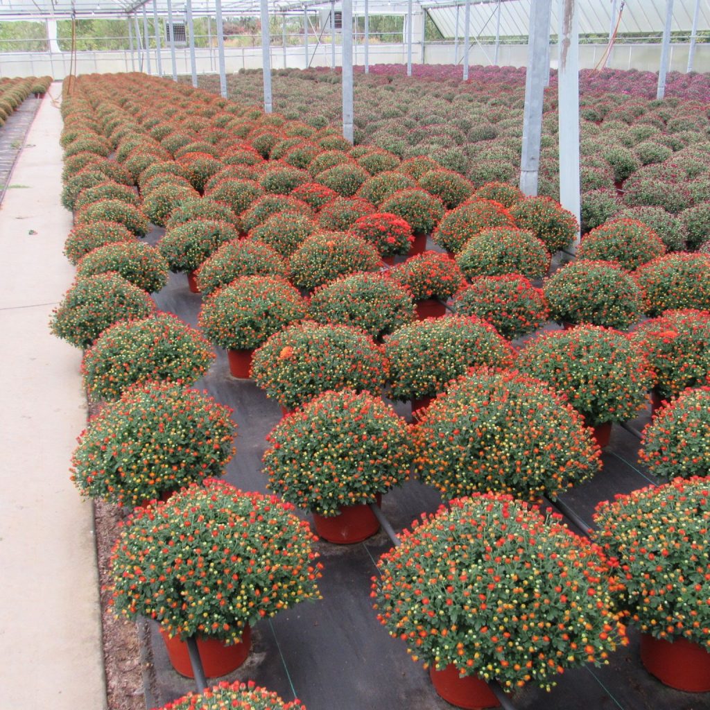 2 Gallon Orange Bronze