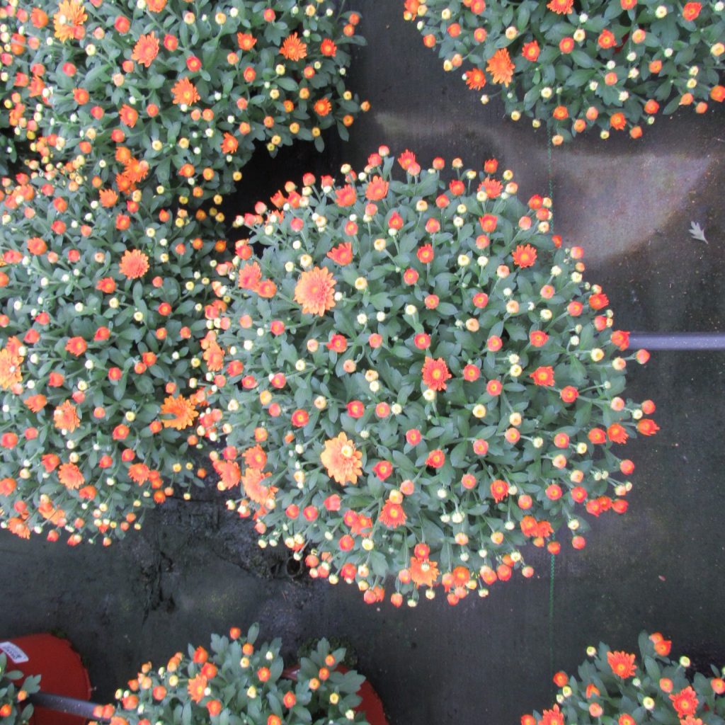 2 Gallon Orange Bronze