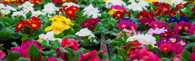 Contact Sales Contact Sales