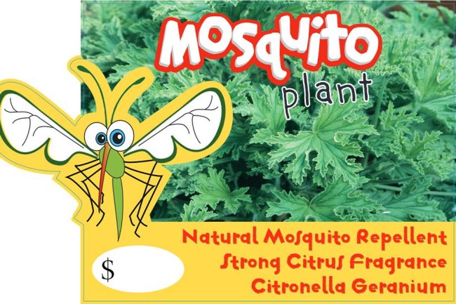 Mosquito Plant
