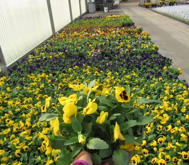 12 Inch Pansy Bowl 1