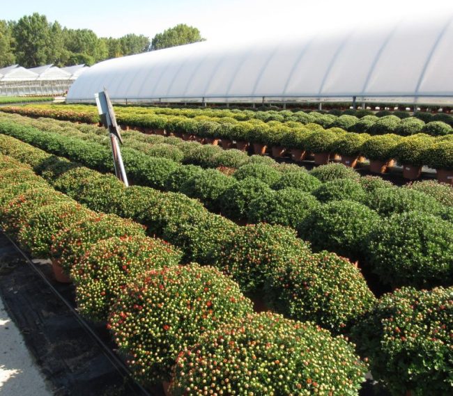 12 inch Mum Terra Cotta 1