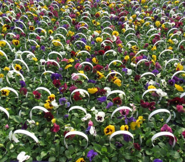 306 Pansies