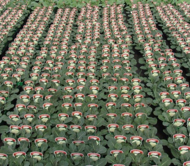 4 inch Chef Jeff Cauliflower