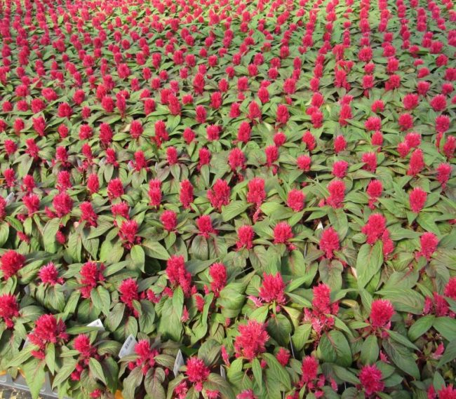 5 Inch Deco Celosia