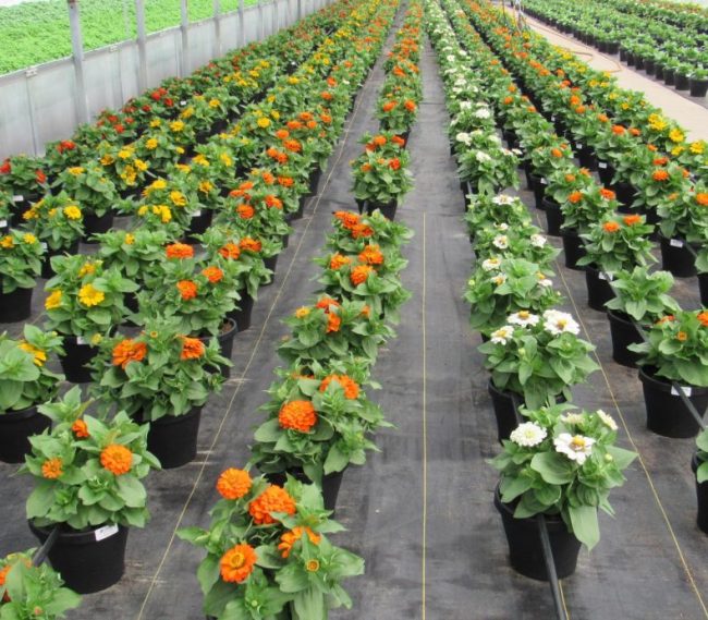 Patio Pots and Hanging Baskets