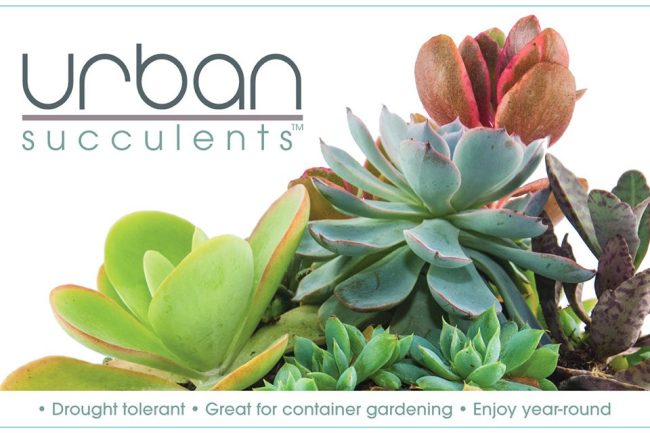 Urban Succulents