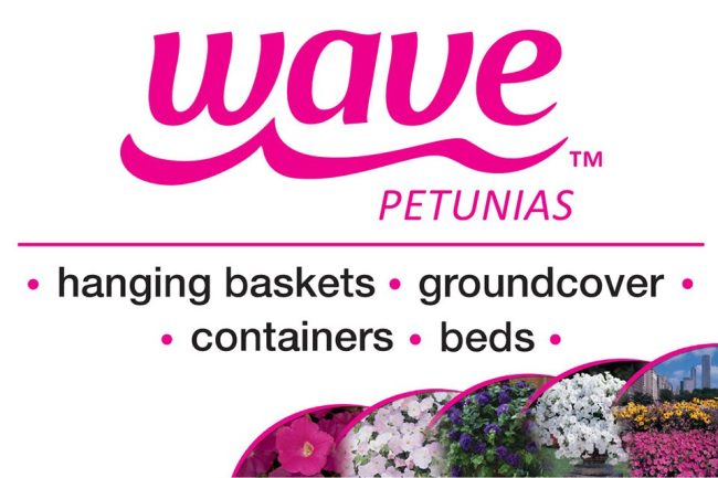 Wave Petunia